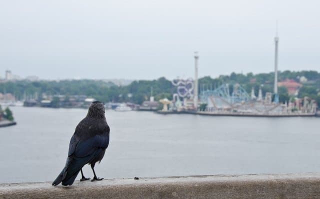 Grown-up Travel Guide Daily Photo: Can I go to the funfair too? Stockholm, Sweden Crow eyeing the funfair in the distance