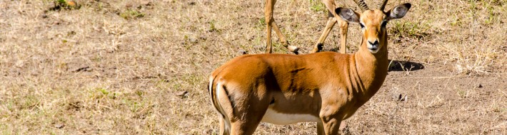 Grown-up Travel Guide’s Best Photos: Impala, Victoria Falls, Zimbabwe Impala near Vic Falls