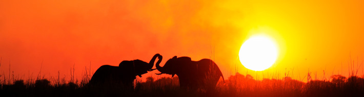 Our next big adventure: Botswana and South Africa sunway_botswana_chobe_elephants_sunset_henry_bell_20111020_1900625663