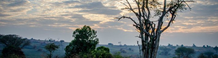Visiting Kampala and Murchison Falls National Park in Uganda Haartebeest
