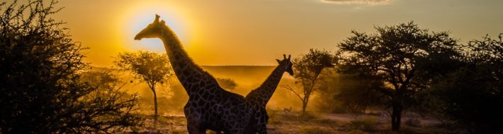Trip report: Namibia – Driving north to Etosha National Park Giraffes silhouette